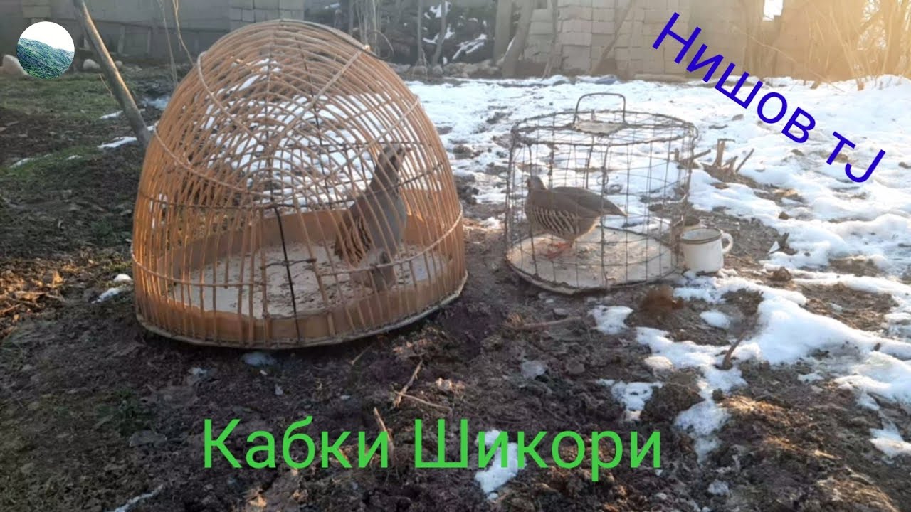 Кабки Шикори 2021 кеклик