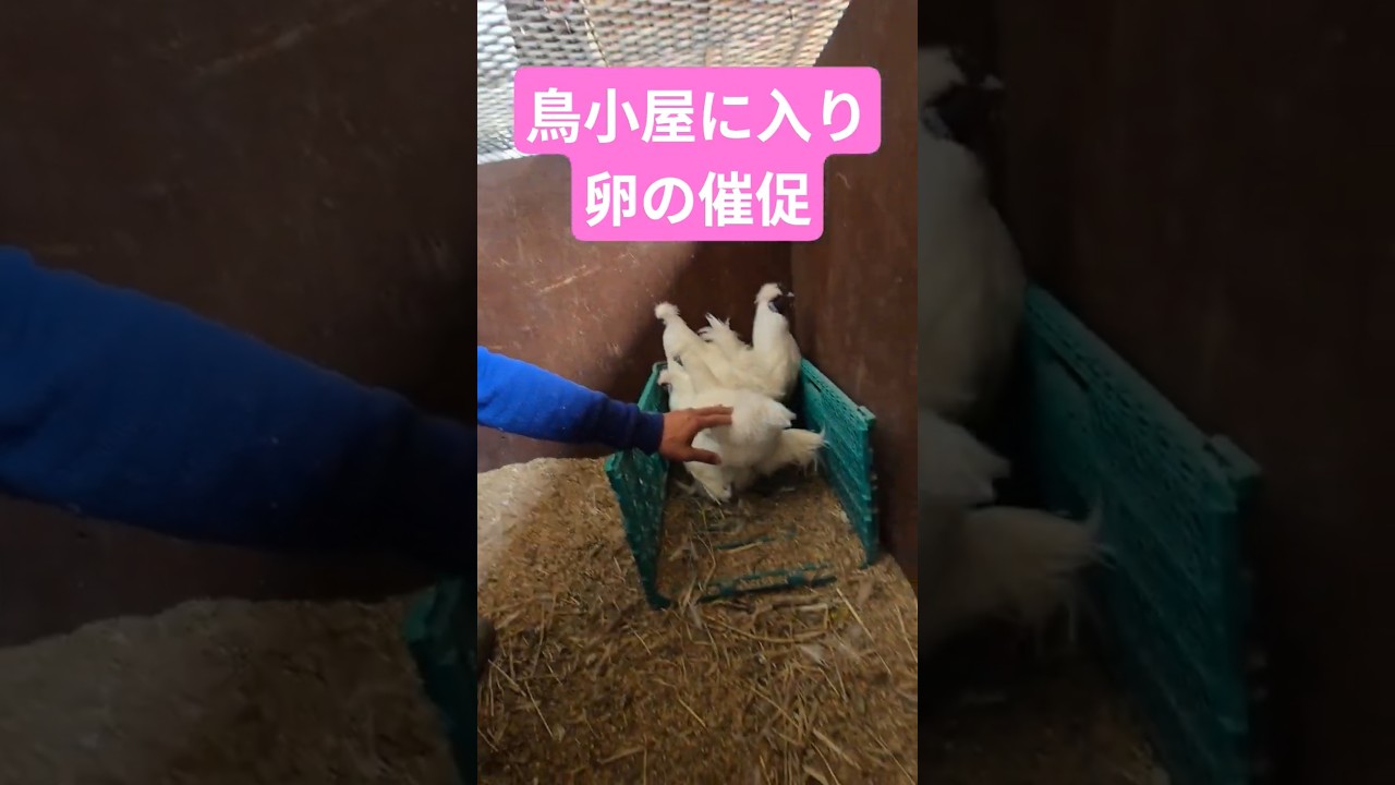 【生後151日】うこっけい成長記録🐤卵まだかなぁ、、鶏小屋に入ってみた