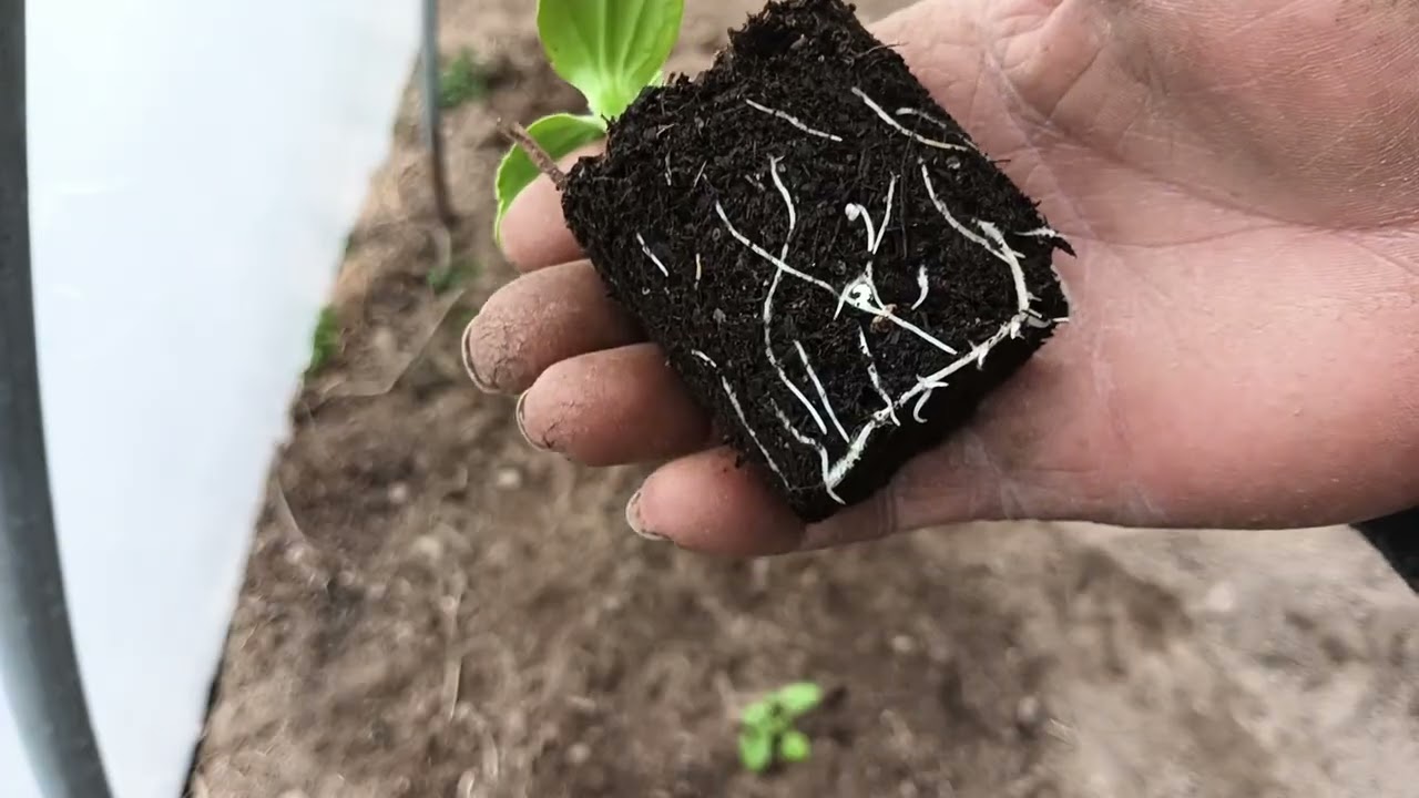 Trasplante de calabacínes.🌱🥒🥒🥒