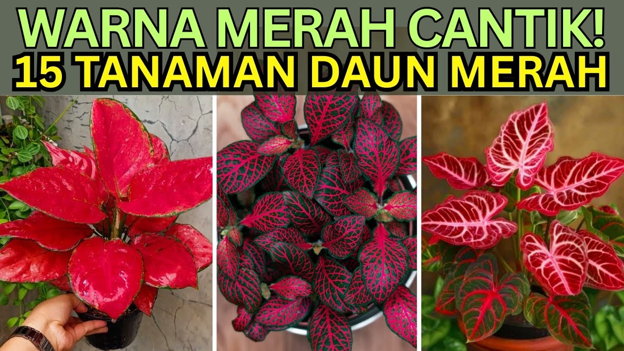 15 Tanaman Hias Daun WARNA Merah Paling Cantik untuk Indoor & Outdoor yang Bikin Rumah Elegan