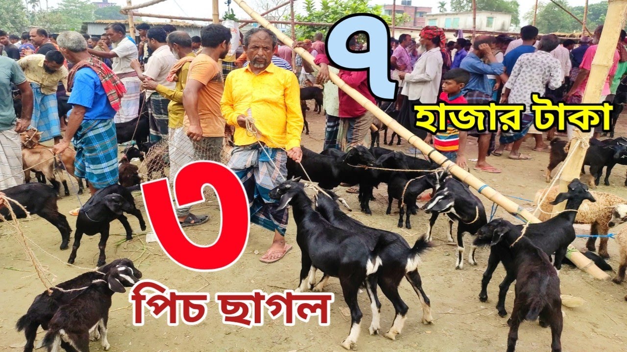 তিন পিচ ছাগল ৭ হাজার টাকায় ঈদ ধামাকা অফার। কালামপুর ২০২৩