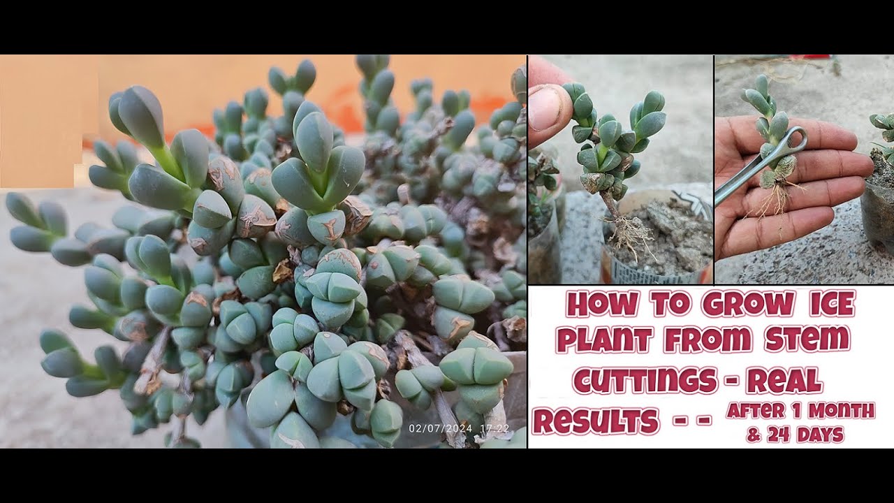 How to grow ice plant from stem cuttings | propagation of delosperma lehmannii from stem cuttings