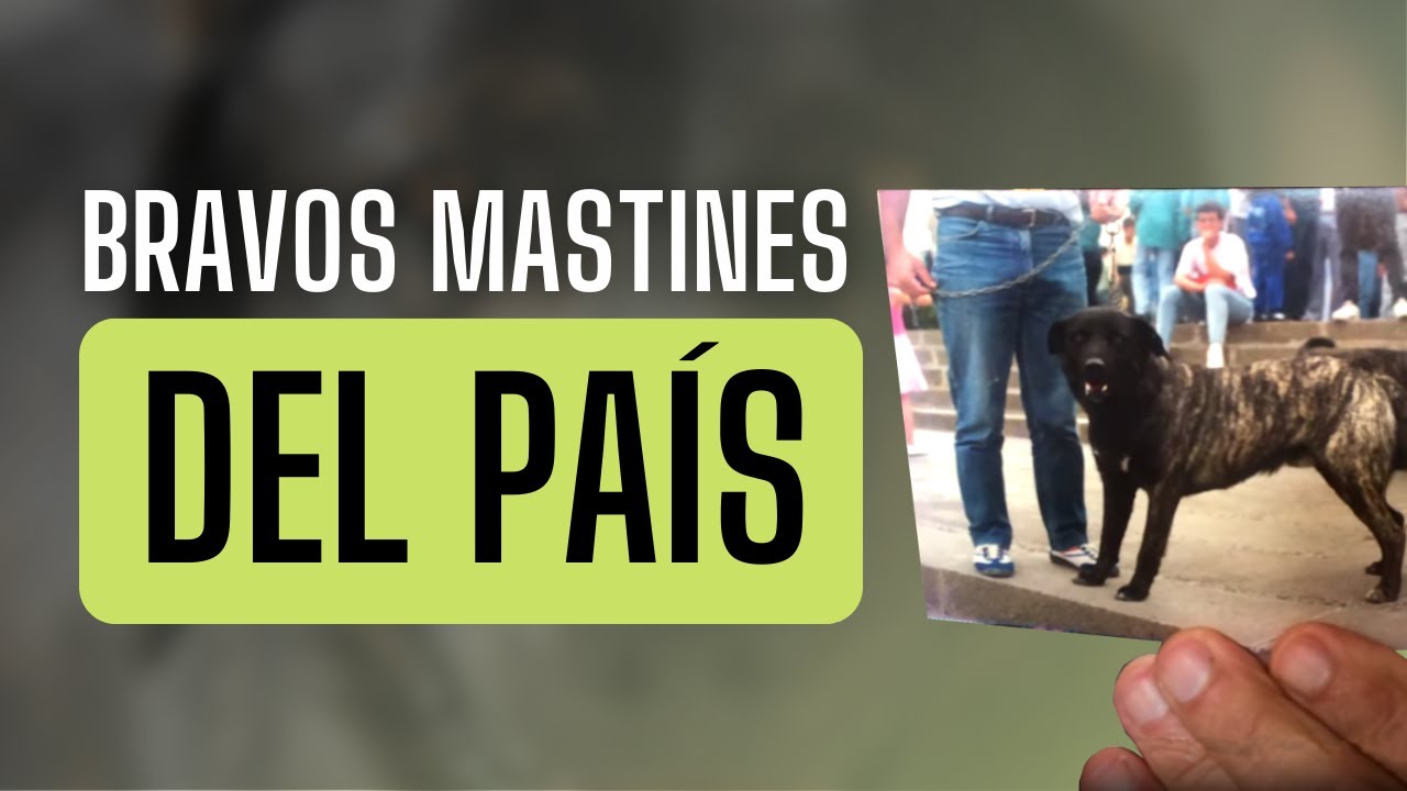 Bravos mastines del país
