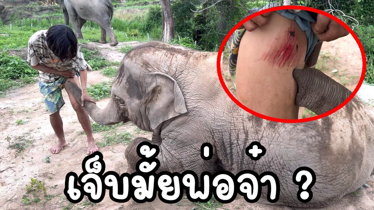 จูเนียร์ ช้างน้อย ยอดกตัญญู ดูแลพ่อจ๋ายามไม่สบาย น่ารักมาก