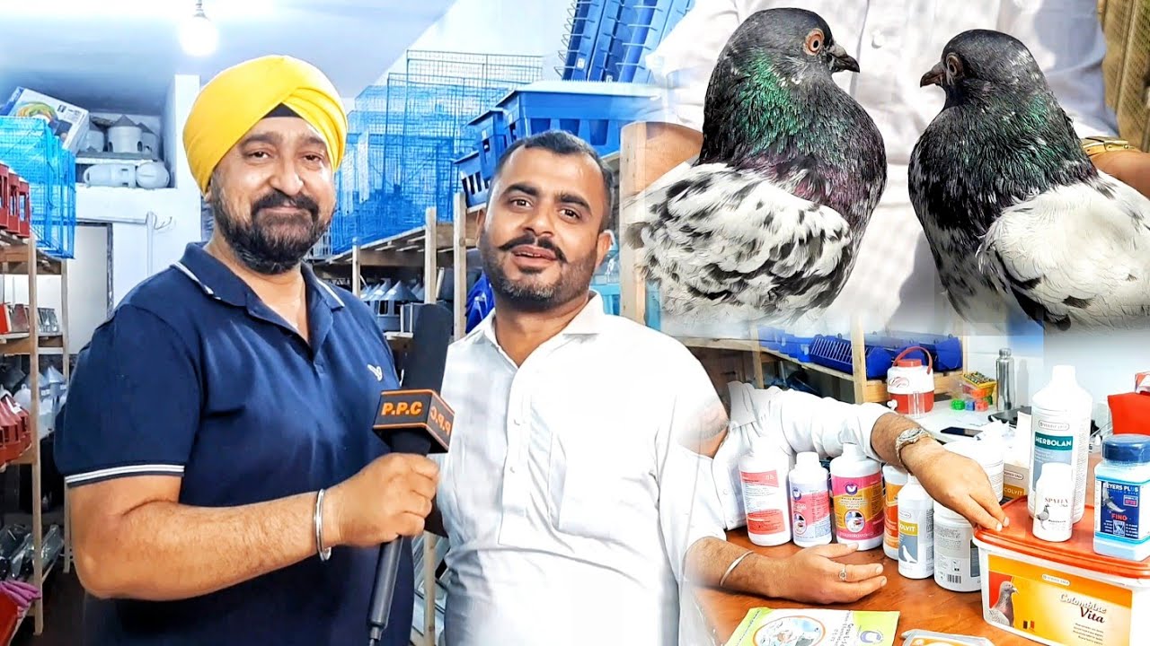 Kamal Arora And Charan Arora 😃 | D.pigeon lover | Punjab Pigeon Club | Charan Arora 9810033128