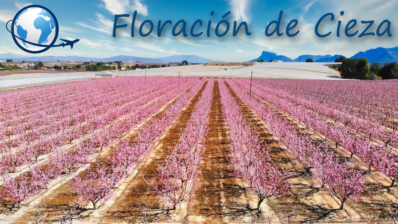 Floración de Cieza - fechas, programa, actividades, rutas, miradores