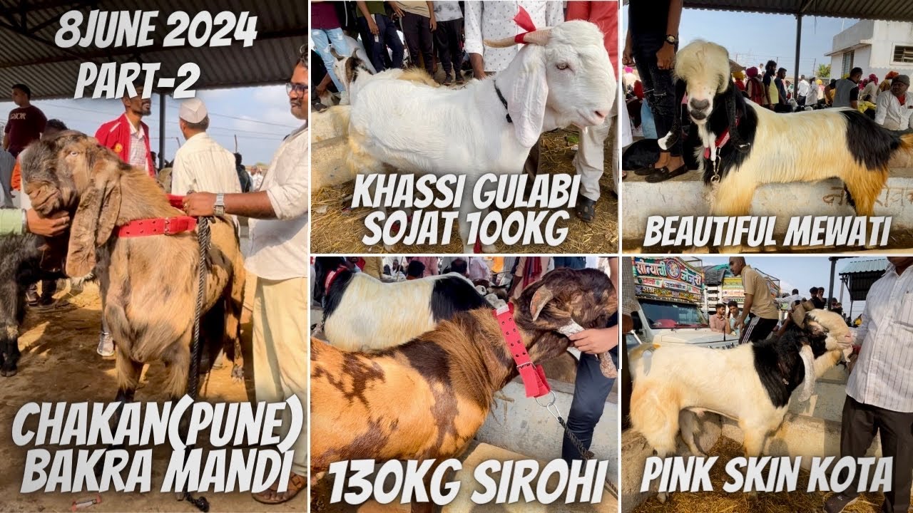 Chakan(Pune) Bakra mandi 08June 2024😍|Part-02| Is bar ki Mandi Me Exotic Bakre The Bohot Saare💯..