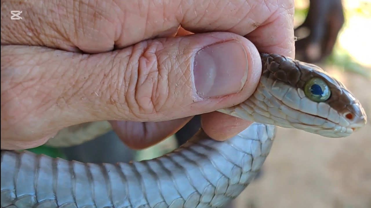 Up high, playing hide and seek with a deadly Tree Snake