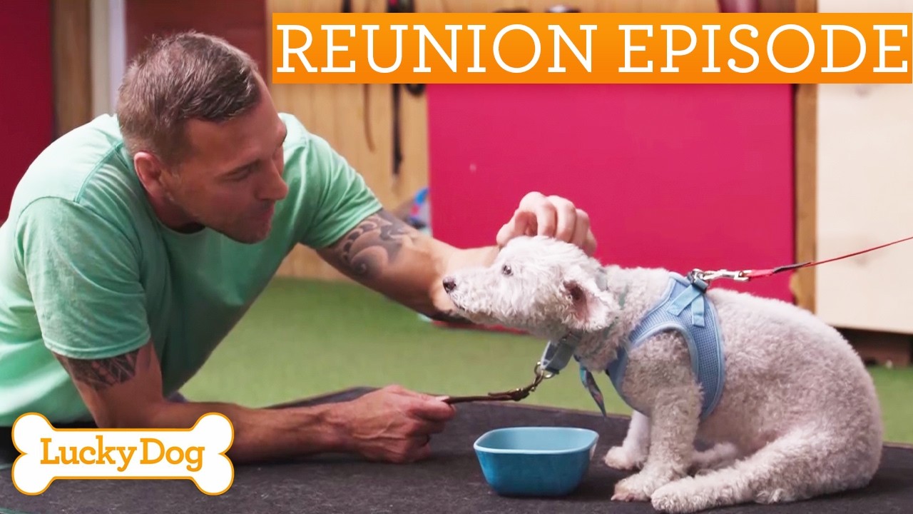Brandon's Heartbreaking Reunion With Aggressive Miniature Poodle | Lucky Dog Reunions