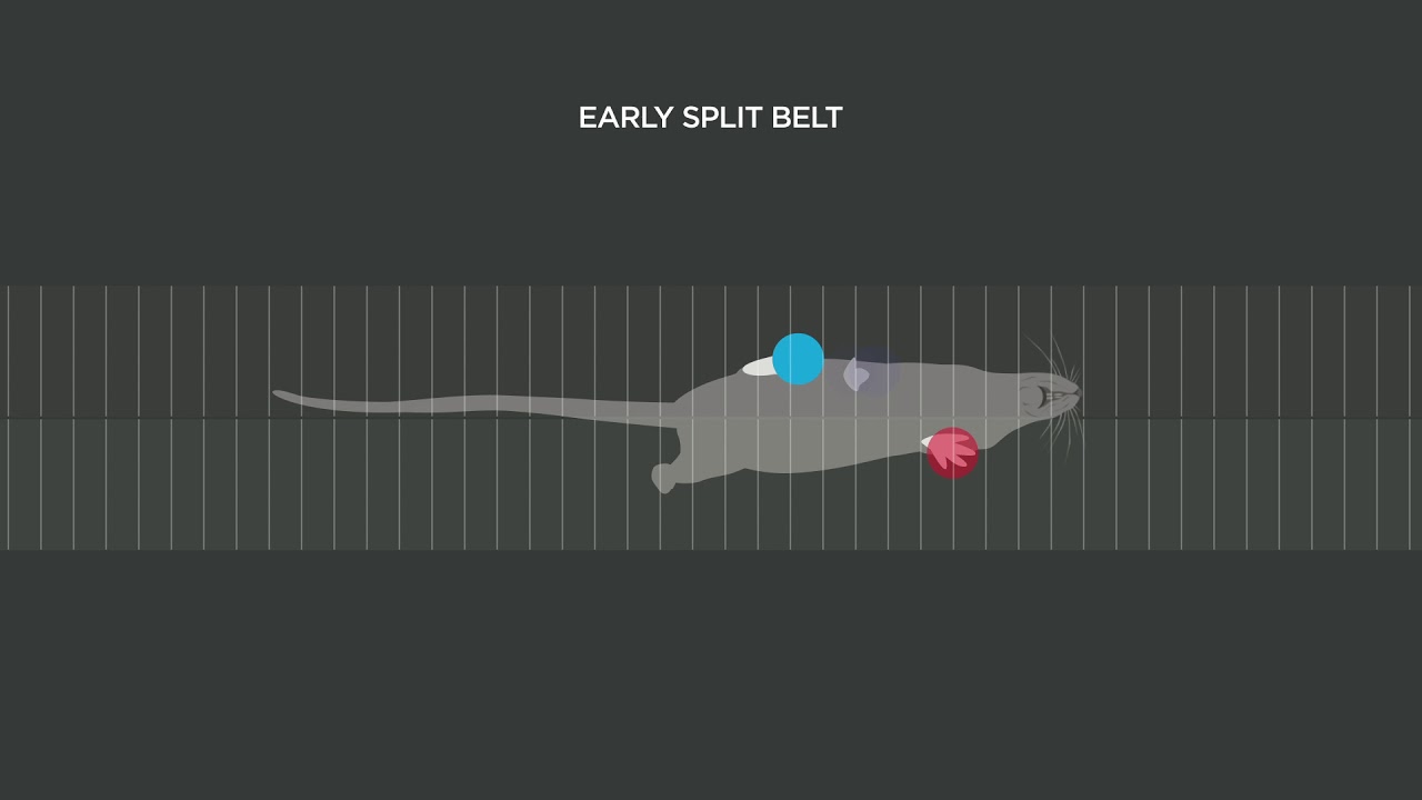 Locomotor learning on a split-belt treadmill in mice