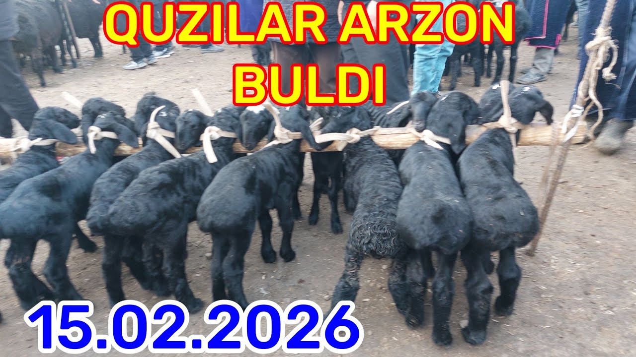 15.02.2026 QUZILARNI ARZONLARIDAN QARSHI KARVON MOL BOZORIDA 