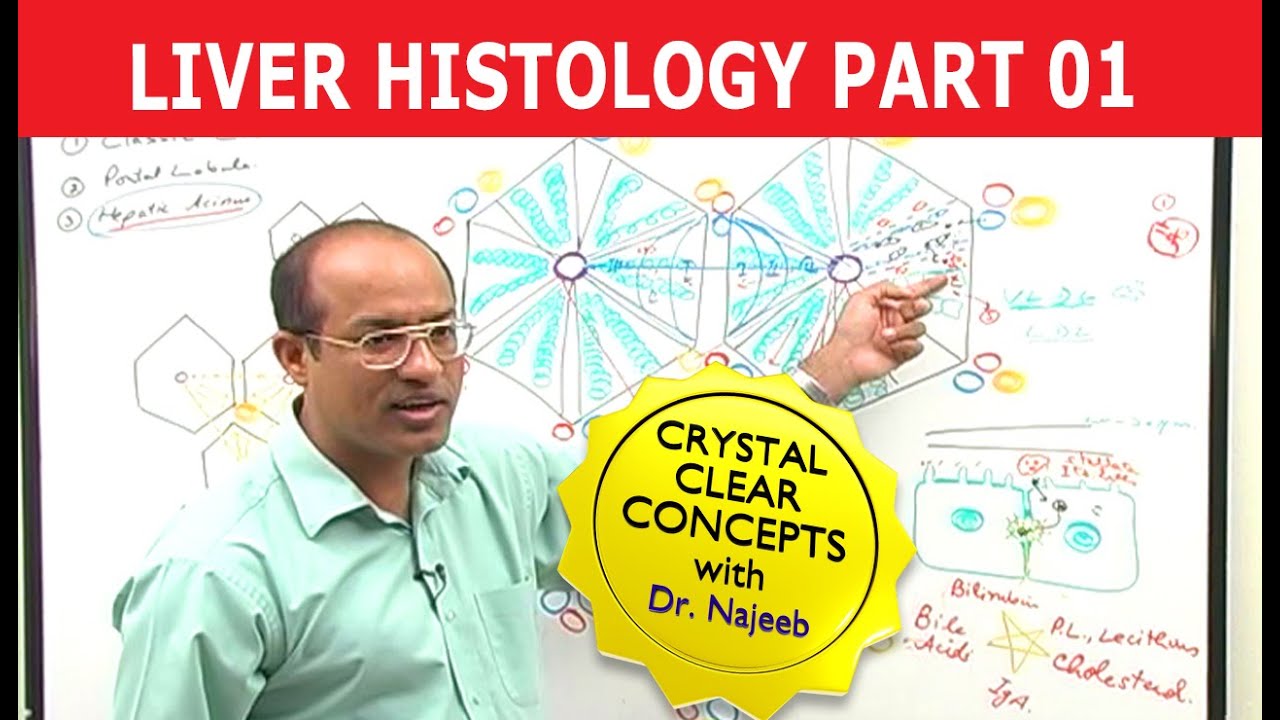 Hepatocytes | Liver Histology | Part 1/7