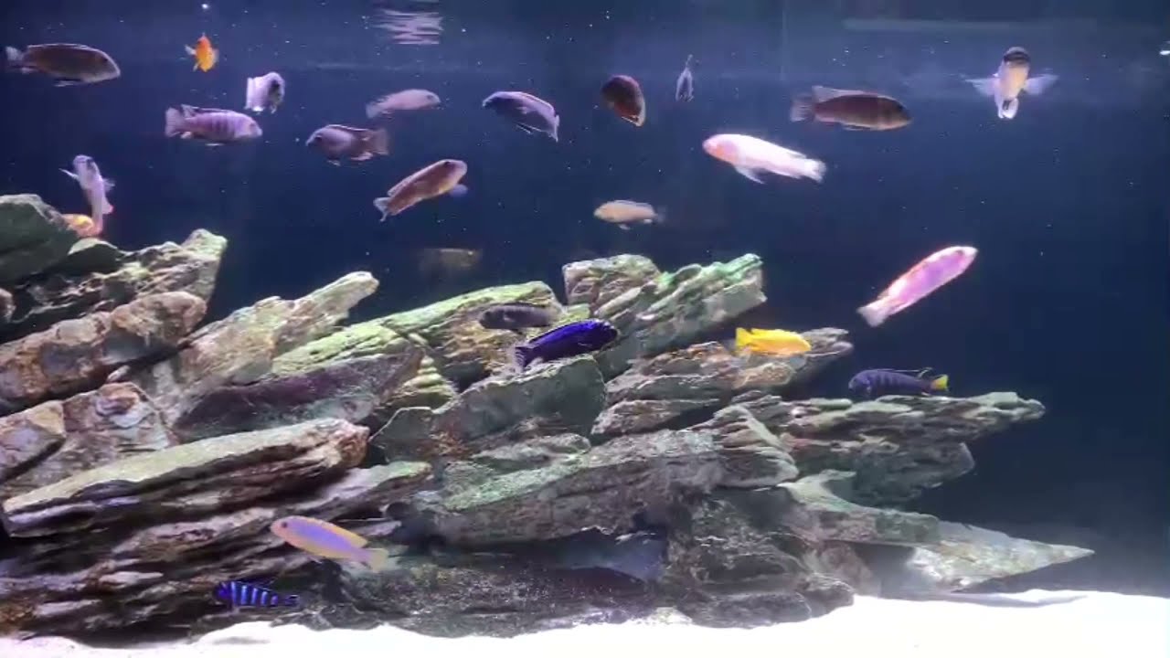 TOP 10 MBUNA TANK VIET NAM