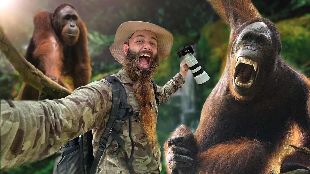 Viaje a BORNEO en Malasia, en busca de ORANGUTANES  🦧