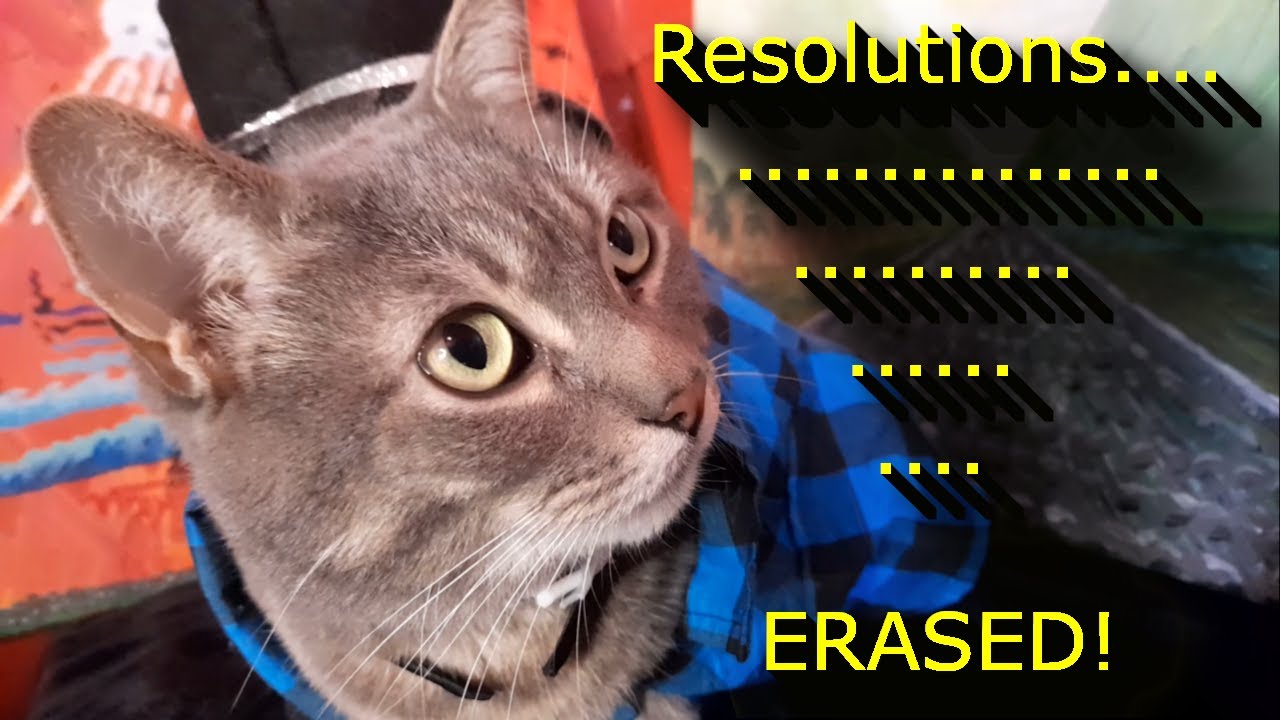 This Cat ERASED His Mom's New Year's Resolutions!