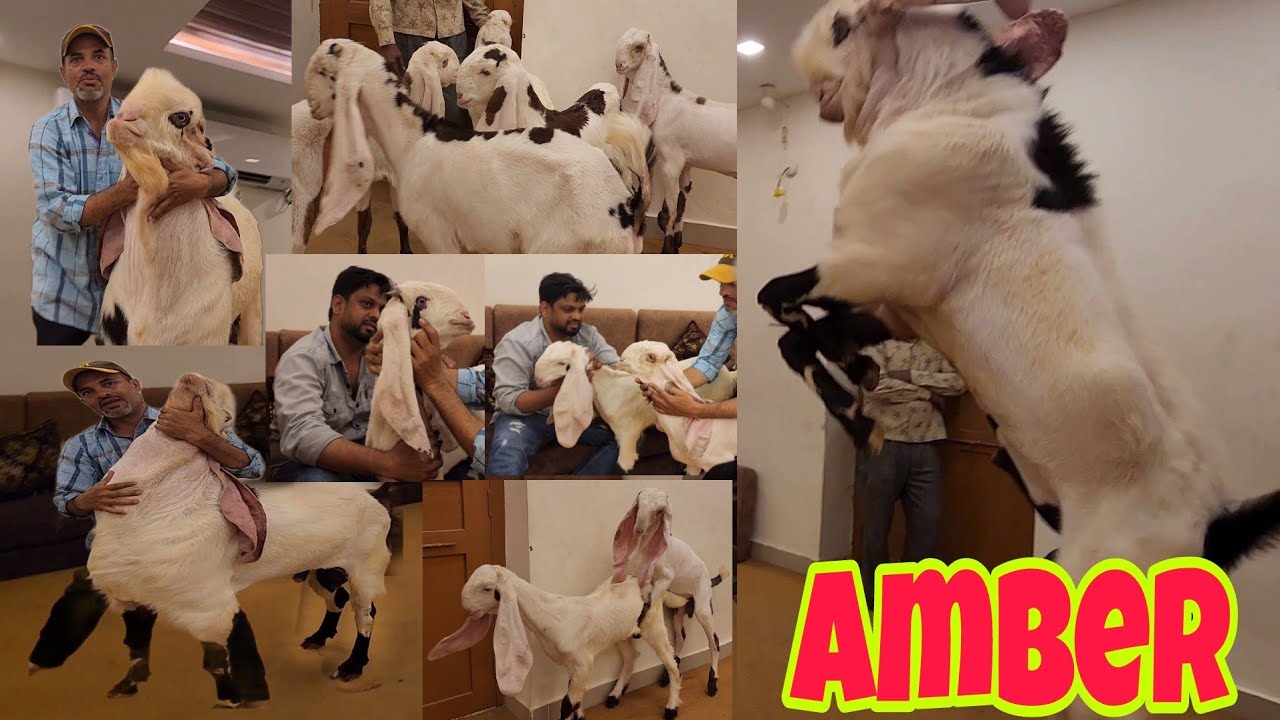 Shaan E Hind Amber | Bharat Ka Sabse Bada Bakra | Top Gulabi Result | Longest Ear Goat | Khalid Bhai