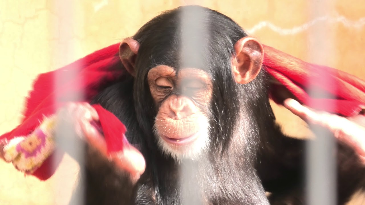 げんきは人工保育　チンパンジーへの道は近くて遠い　日本平動物園　チンパンジー
