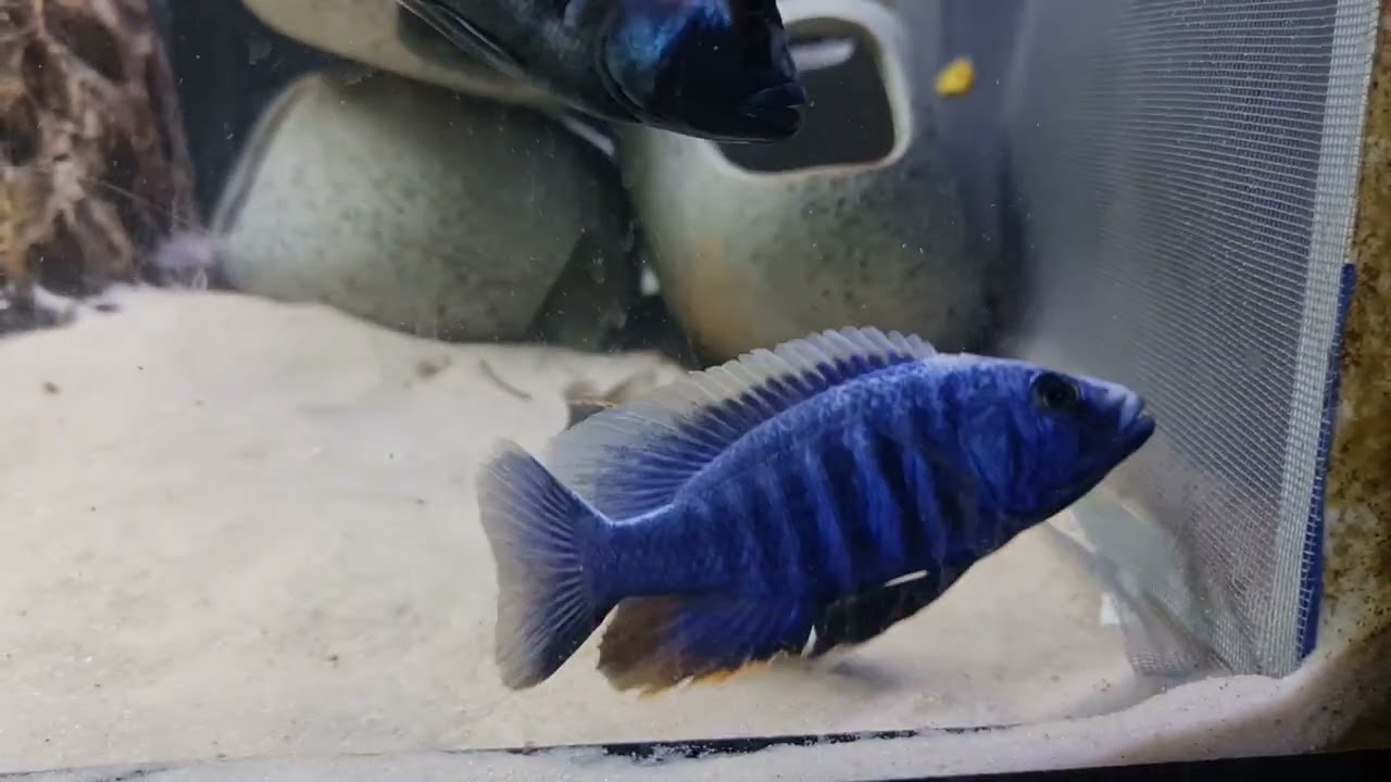 african cichlid electric blue ahli breeding part 1