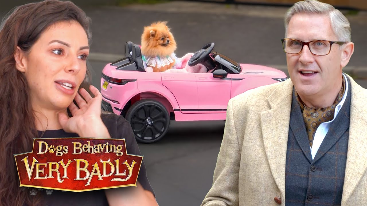 Extremely Spoilt Dogs: The Pampered Pups That Run the House!
