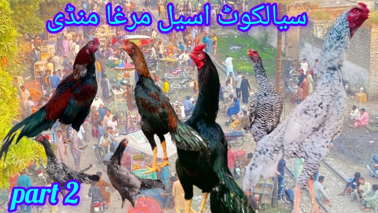 sialkot aseel murga mandi part 2 #aseelmandi