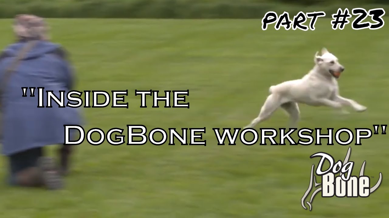 Getting Dog to Come Back with Retrieve | 