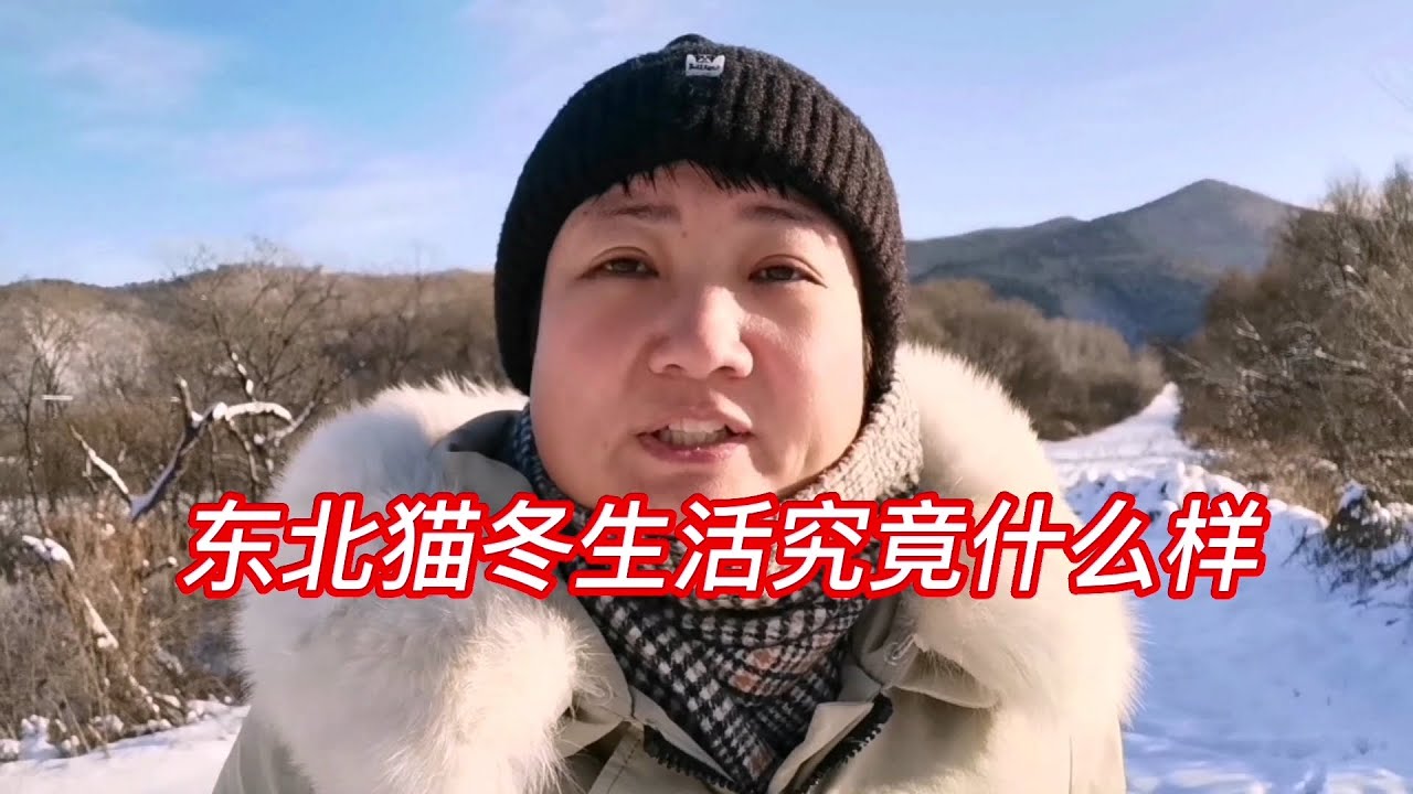 东北猫冬生活究竟什么 样？