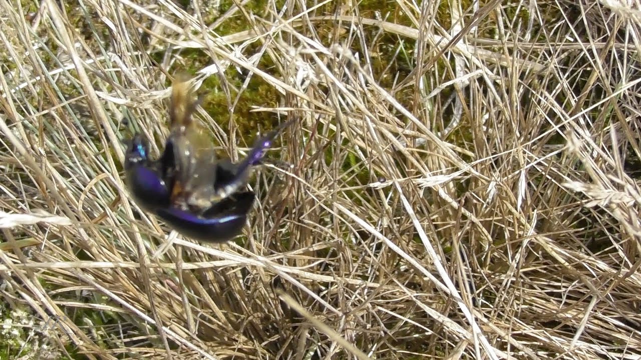 Ein Mistk&auml;fer in Not (Dung beetle rescue)