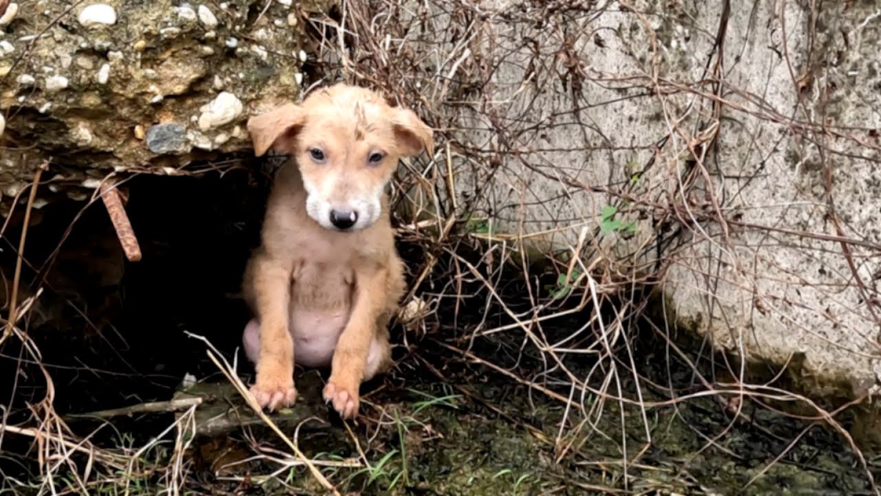 Alone, taking refuge in the wilderness , poor puppy was scared, until healed by love