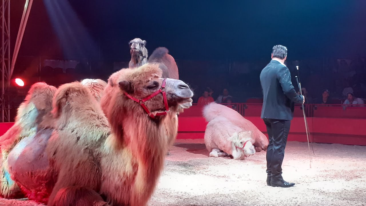 Cirque Zavatta à Vichy ronde orientale