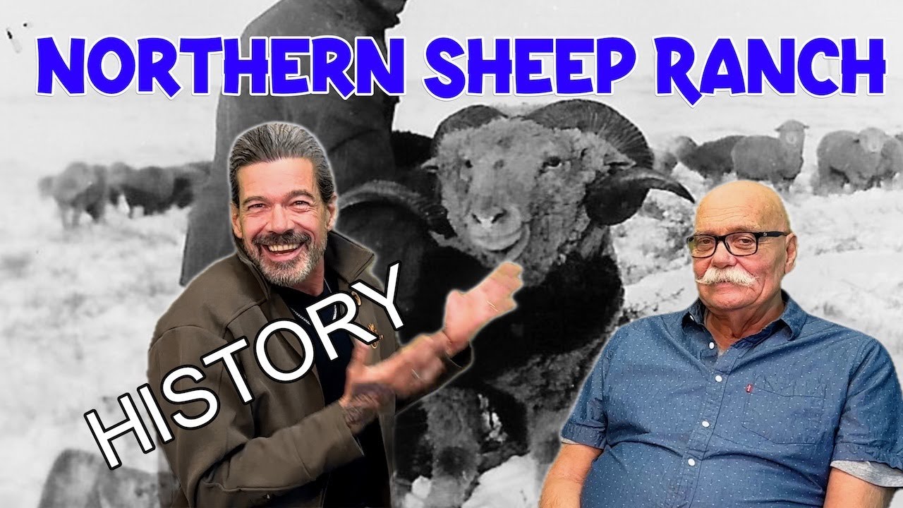 Sheep Farming the Grasslands of Alberta 1920's and on