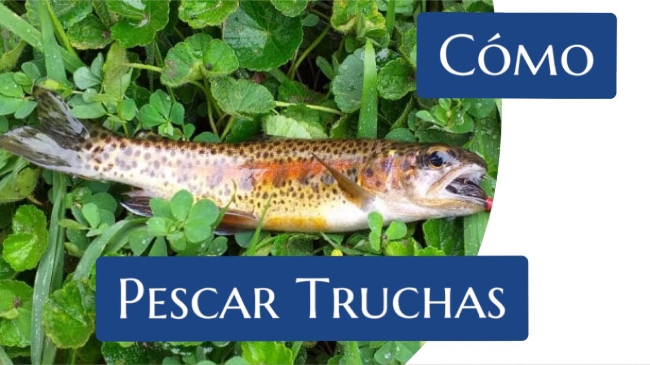 5 Consejos para PESCAR TRUCHAS - Técnicas para Ríos, Quebradas y Páramos
