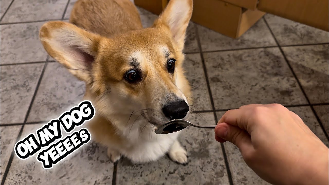 Corgi Eating Chicken Paste | ASMR Sounds 