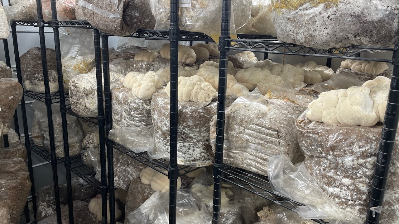Mushroom Farming in 2025 and everything I learned last year