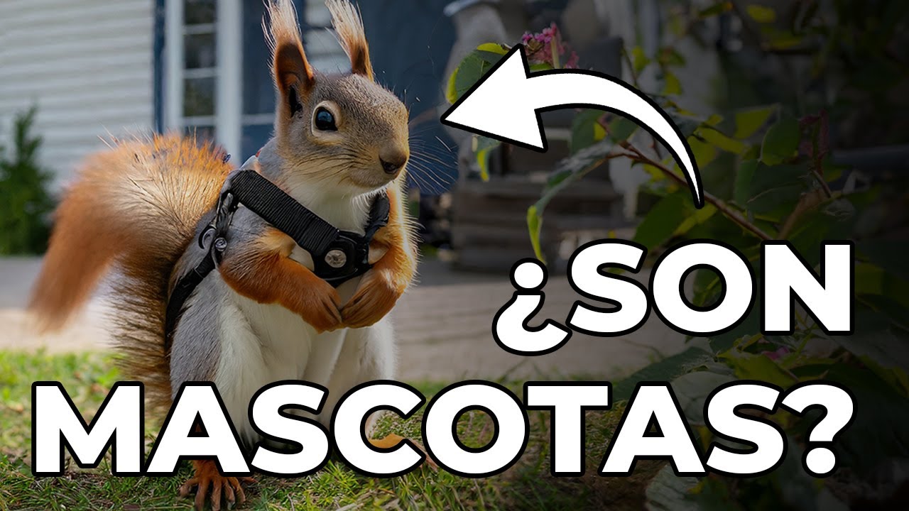 &iquest;Se puede tener una ardilla de mascota?
