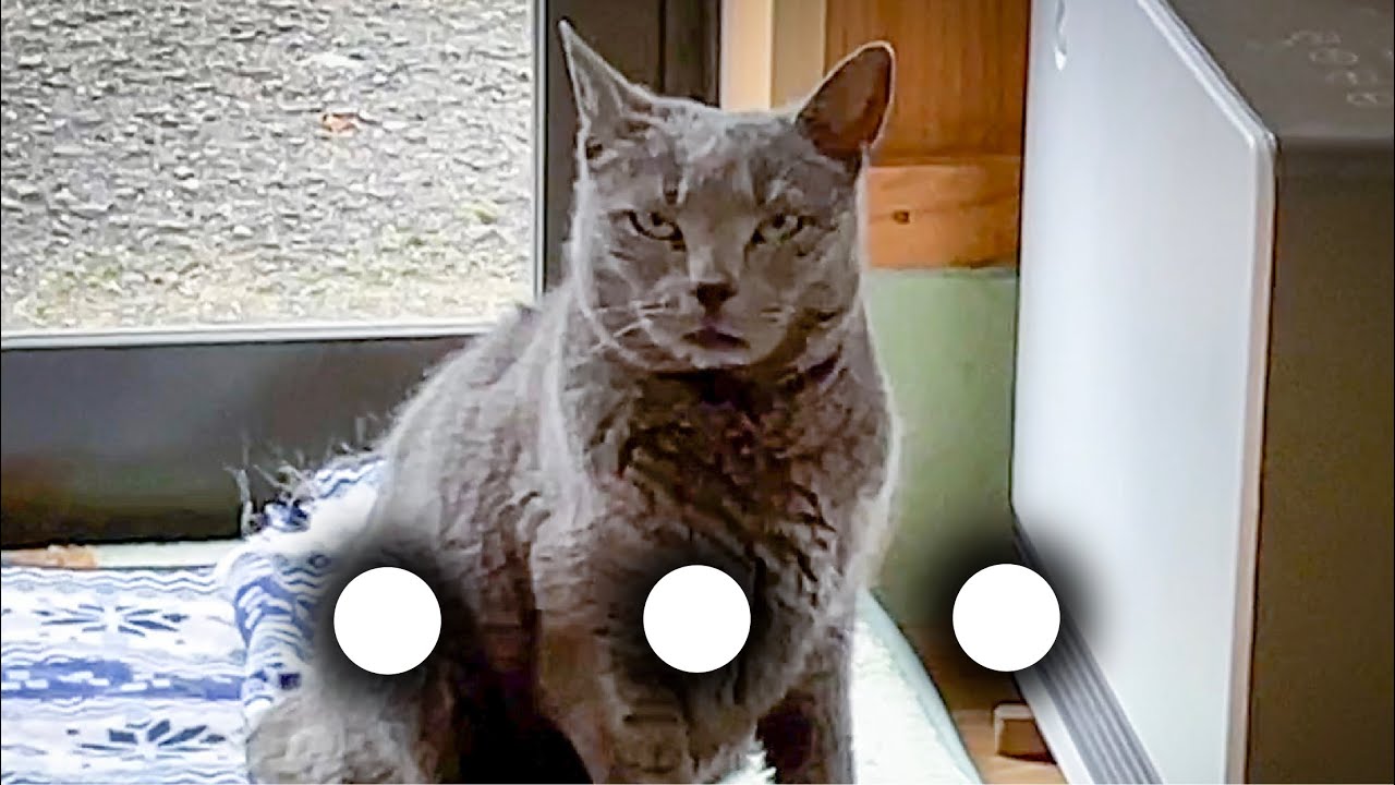 【検証】猫の名前を呼んでみたらこの表情www【お手入れ・ちゅーる】