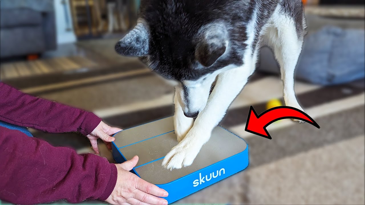 Your Dogs Can Trim Their Own Nails With THIS Scratch Board!