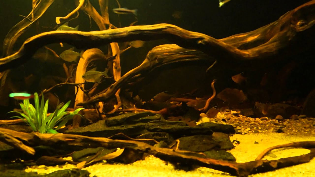Südamerika - Salmler im 1000L- Becken