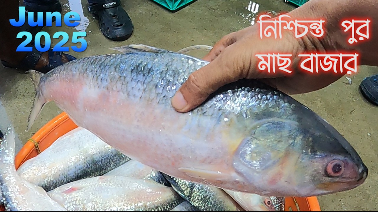 নিশ্চিন্তপুর মাছ বাজারে ইলিশের হাহাকার! | Hilsa Price Update June 2025  | Nischintopur Fish Market