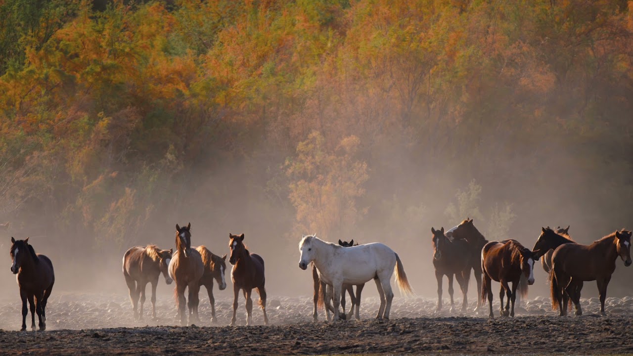 Salt River Wild Horses in 4K