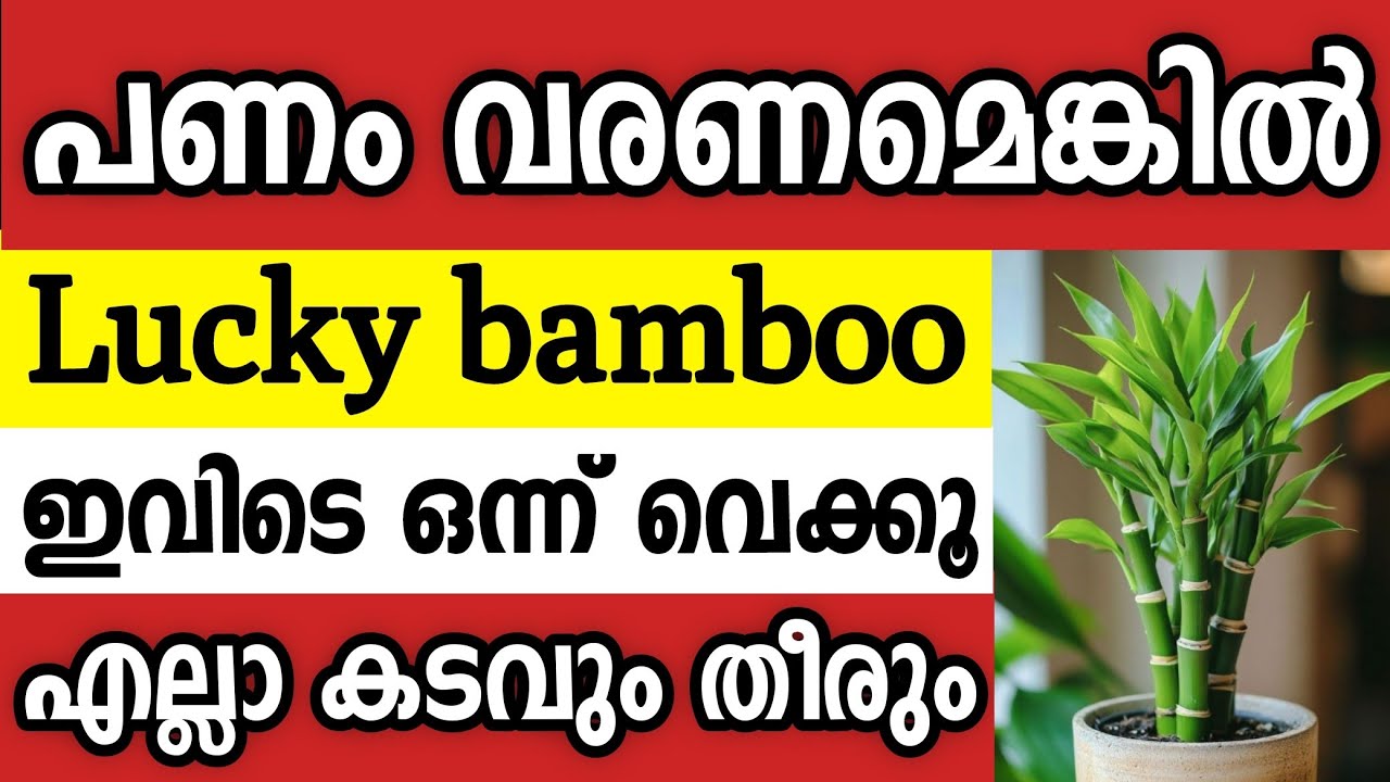 Lucky bamboo വീടിൻറെ ഈ ഭാഗത്ത് വെച്ചാൽ പണം വാരാം vastu tips malayalam
