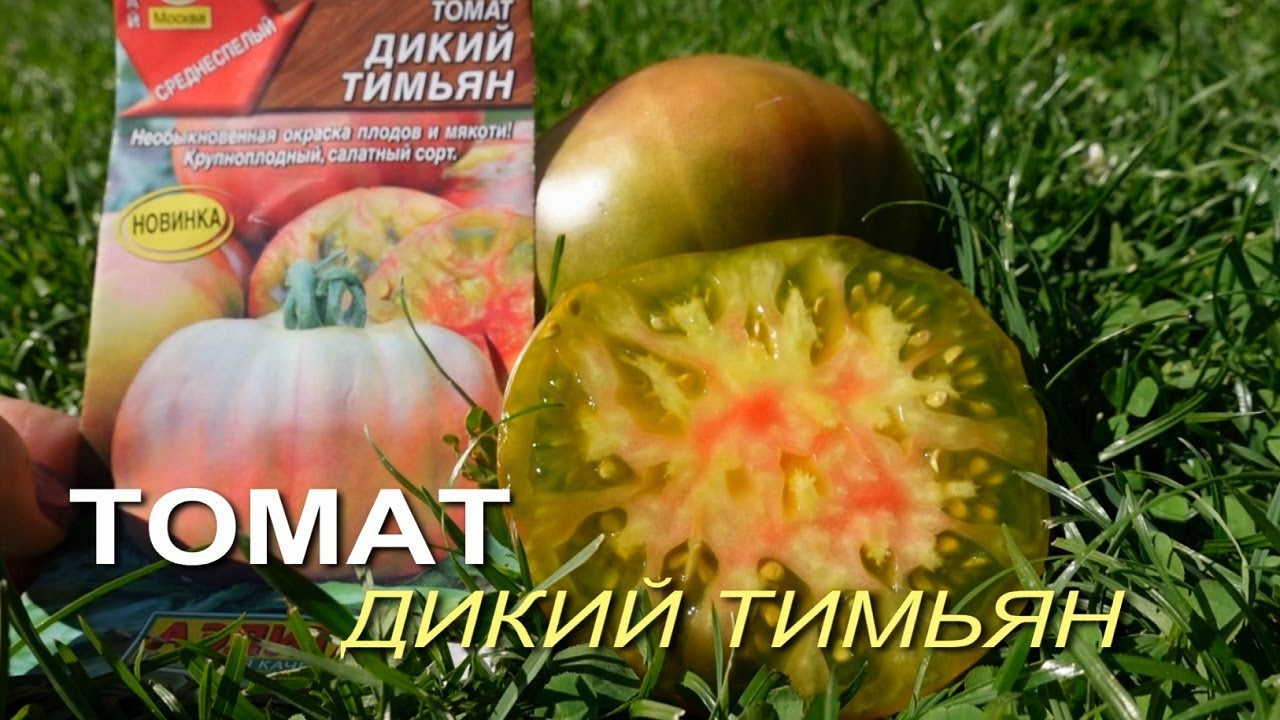 Томат ДИКИЙ ТИМЬЯН. Обзор сортов ТОМАТОВ!