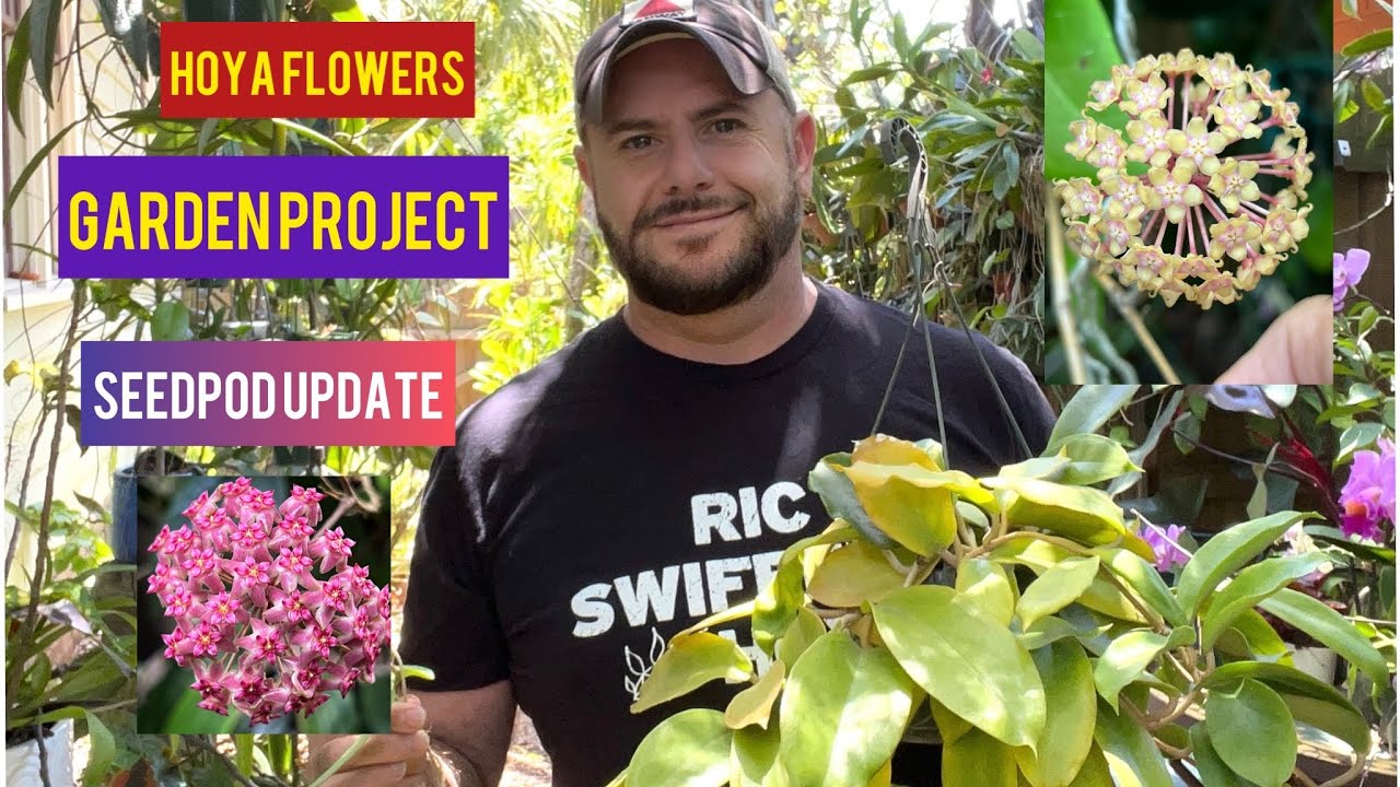 OUTDOOR HOYA CARE SEEDPODS AND GARDEN PROJECT #hoyas #tropicalgardening #urbanjungle