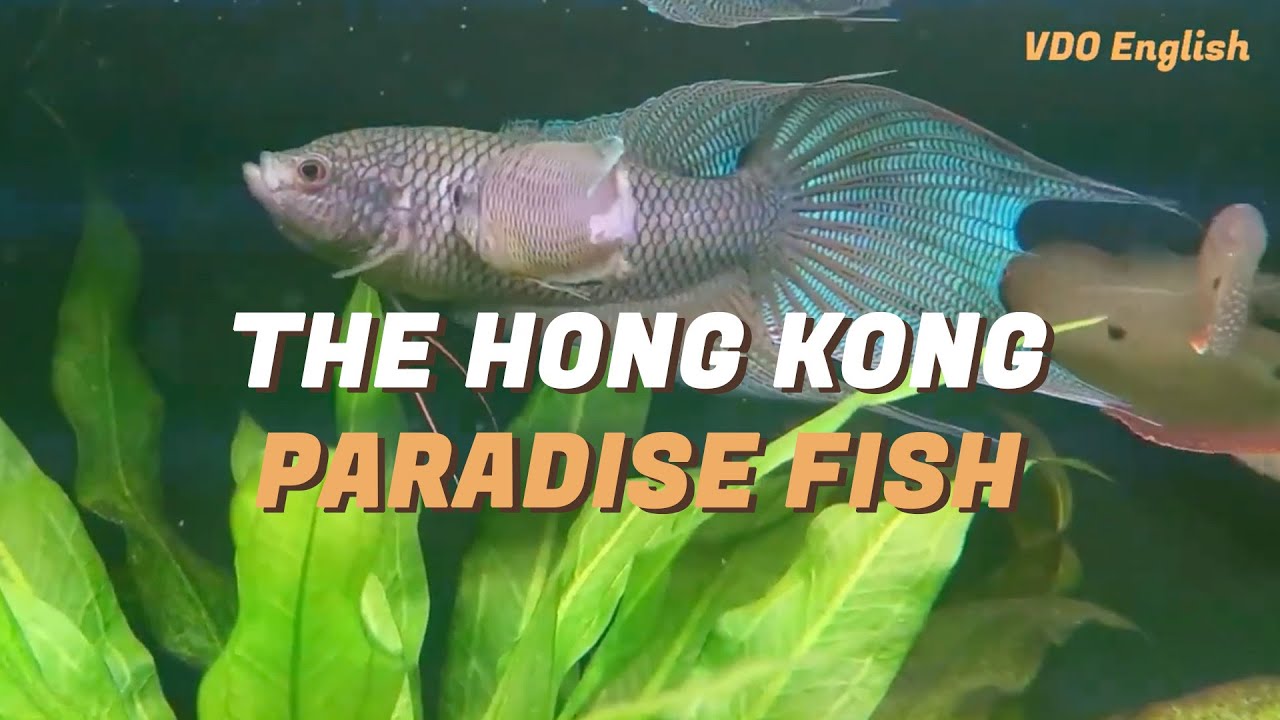 The Hong Kong Paradise Fish: Nature’s Fierce Survivor