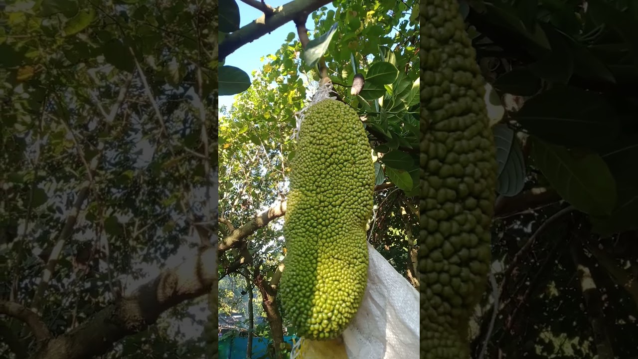 Jackfruit leaves have some health benefits in our body #healthbenifits#jackfruit