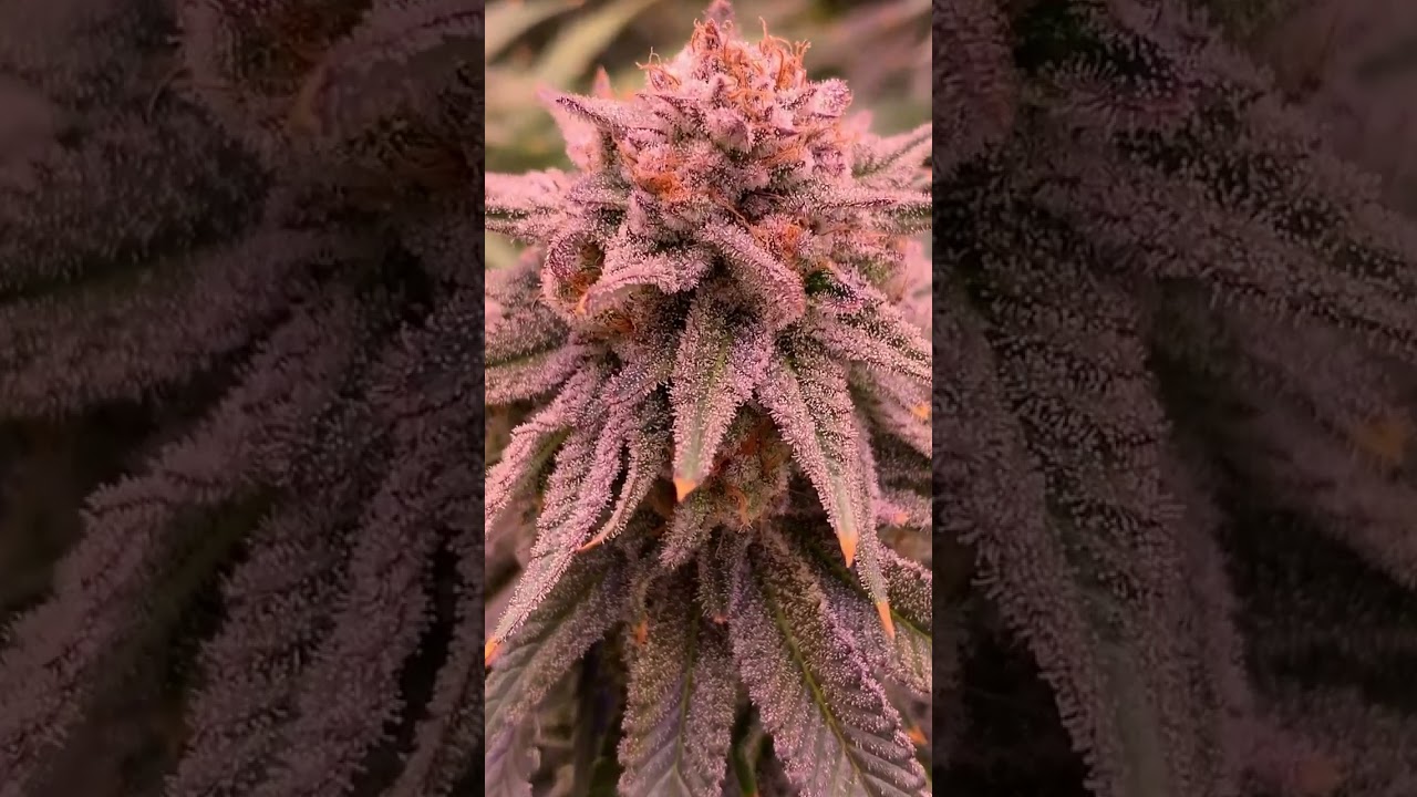 Are you seeing this? Look at these Cola's - Slim 650S LED Harvest