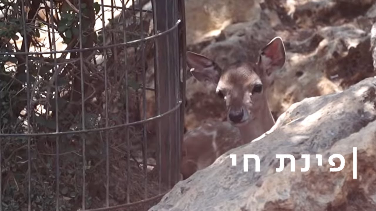 למי קראת במבי? הקאמבק של היחמורים הפרסיים