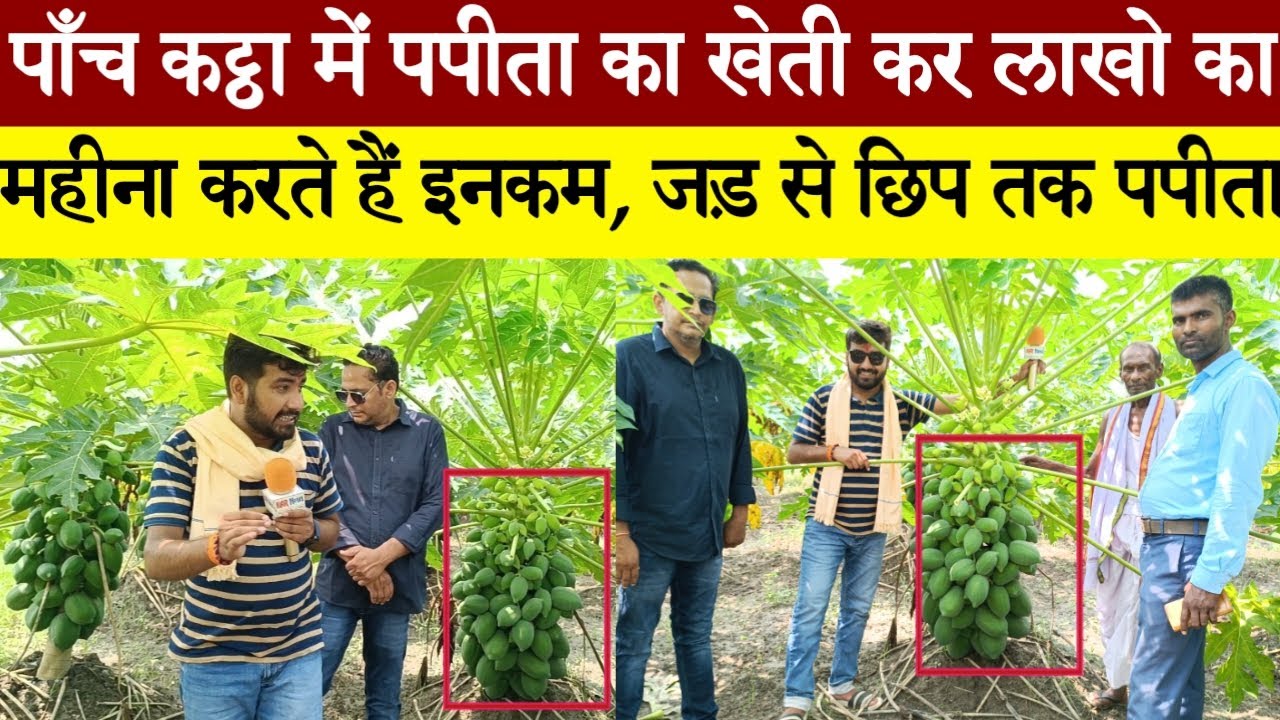 ये हैं बिहार के किसान मुकेश कुमार, जो केवल पपीता का खेती कर लाखो का महीना इनकम करते हैं.!