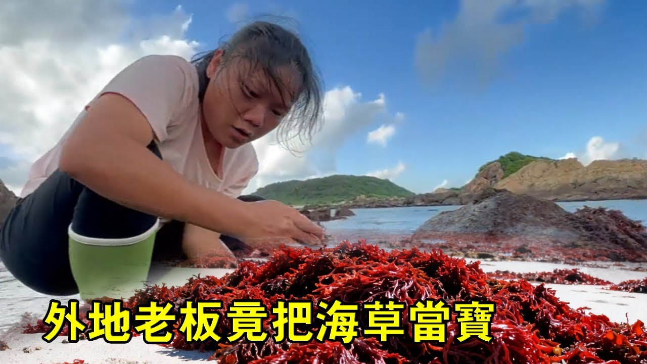 外地老闆竟把海草當寶！小漁發現生財路，帶領隊伍直奔無人島狂撿【漁小仙】