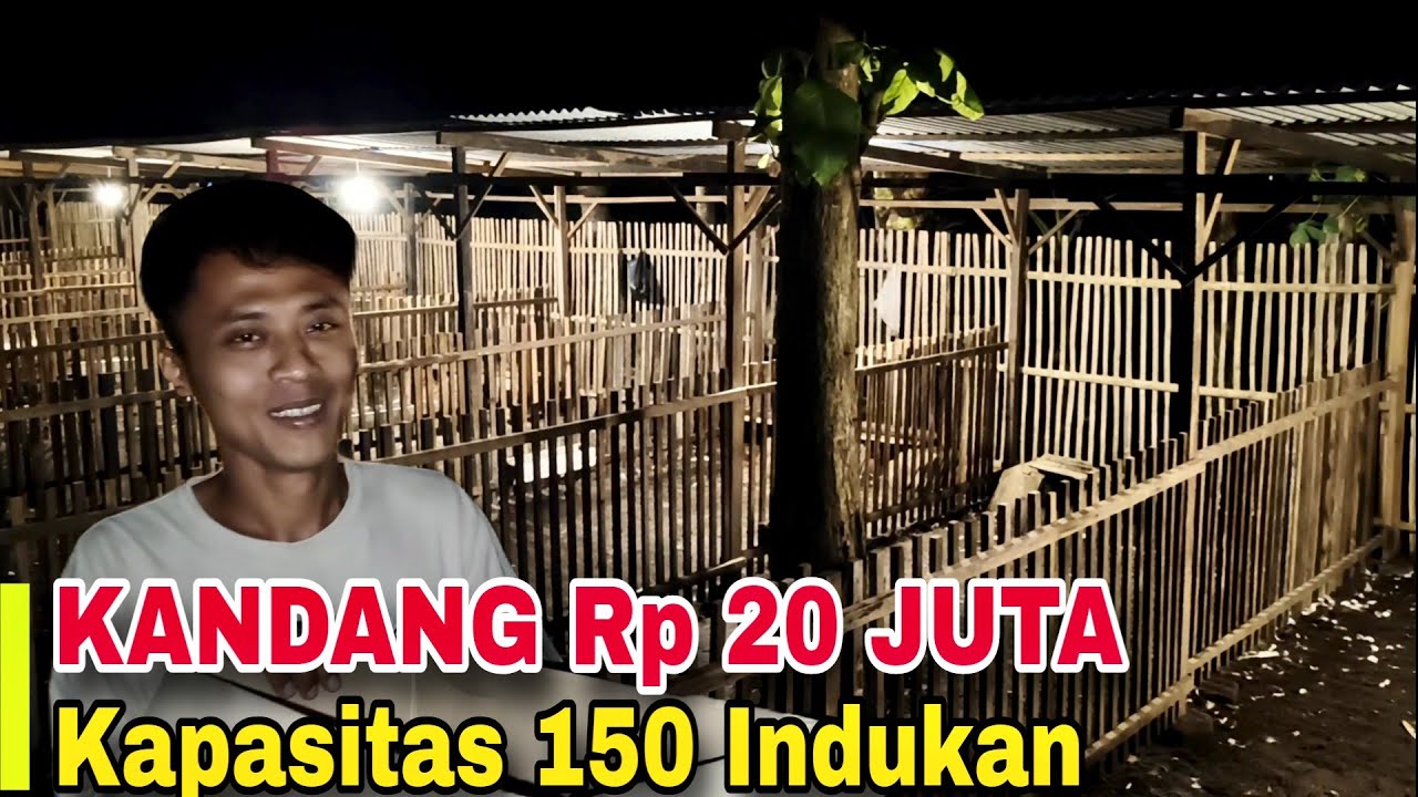 Kandang Entok 20 Juta Muat 150 Induk