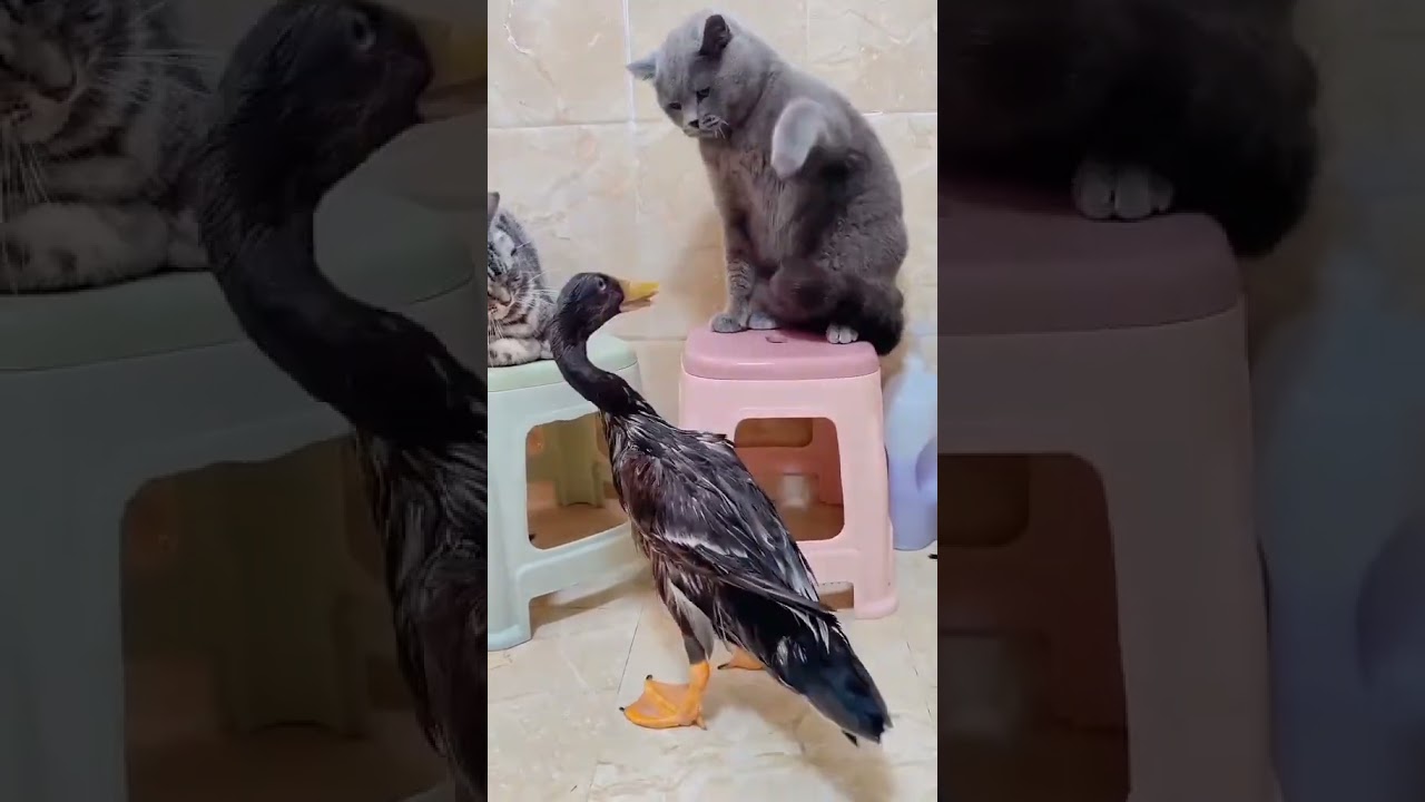 GATTI VS ANATRE, CATS VS DUCKS - FAMIGLIA ANIMALE